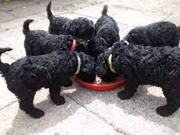 Kerry blue terrier puppies for sale uk. Kerry Blue Terrier Pups For Sale Neath Neath Port Talbot Pets4homes