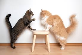 It is possible to teach your cat to play without nipping cats that are removed from their litters too soon may not learn to moderate their biting as well. Are My Cats Playing Or Fighting We Re All About Cats