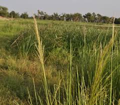 Image result for Chrysopogon nigritanus