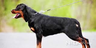 Rottweiler Cinsi Kopek Bakimi Ve Ozellikleri