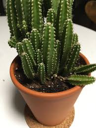 In most cases it should be interestingly, sometimes an overwatered cactus can sometimes show signs of underwatering due to the death of the roots caused by root rot. What Is Wrong With My Fairy Castle Cactus Over Watering Not Enough Is This Normal Plantclinic