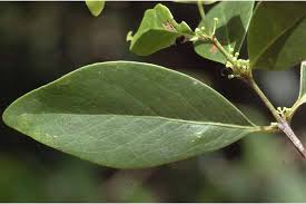 Image result for Pleurostylia