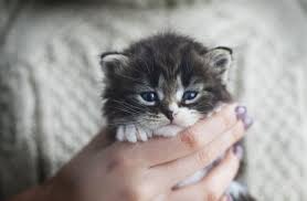 And you are finding for perfect female cat names. Unique Kitten Names For Male And Female Cats