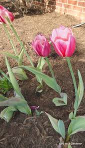 We did not find results for: 37 Bible Flowers Ideas Flowering Trees Ancient Israelites Flowers