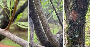 Image result for Searsia acuminatissima