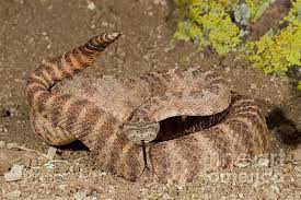 Tiger Rattlesnake By Jim Zipp Rattlesnake Pit Viper Tiger