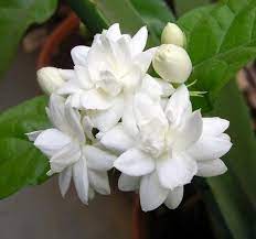 Jasmine Argan Solid Shampoo Loaf Jasmine Plant Fragrant Flowers Jasmine Flower