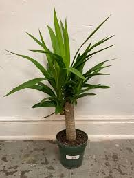 Image result for yucca gigantea en casa