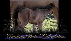 Equine Gestation Calculator