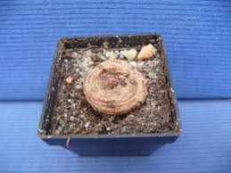 Image result for Dorstenia barnimiana