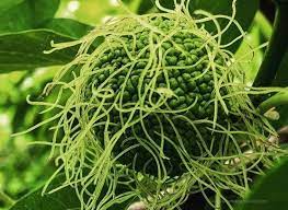 3 do hedge apples keep spiders away? Hedge Apples For Spiders Do They Work As A Repellent