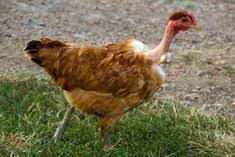 Maybe you would like to learn more about one of these? Naked Neck Chickens
