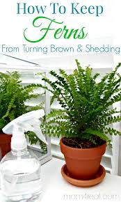 Boston ferns die if exposed to lower temperatures. How To Keep Ferns From Turning Brown Tip Of The Day Mom 4 Real Plants House Plants Inside Plants