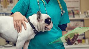 Our mission is to provide the highest quality in veterinary medical animal pet health care in a professional, friendly animal health center, inc. Pet Surgical Services Near Me 48623 Countryside Animal Health Center