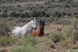 Blm Partnership Benefits Colorado Wild Horses Bureau Of Land Management