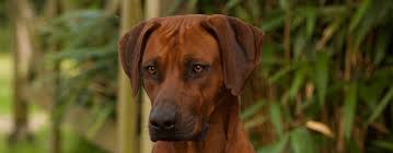 Check spelling or type a new query. Requirements For Breeding Rhodesian Ridgeback Male Ridgeback International