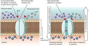 Action Potentials – Foundations Of Neuroscience