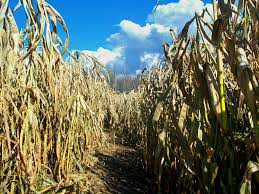 Bonadeo farm and bonadeo nursery are owned by ron bonadeo. Guide To Corn Mazes In Michigan I Love Halloween