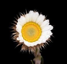 Image result for Athrixia