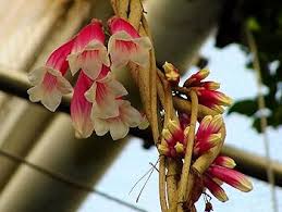 Image result for Tecomanthe dendrophila