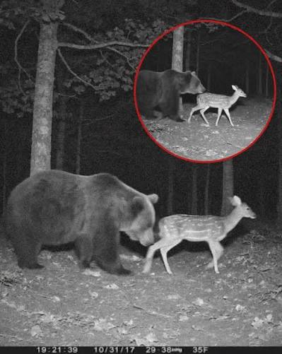 Bear cub refuses to lose another brother. A shop owner near the woods  couldn't believe what he saw on his security camera: a mother black bear  walking past with her cub and