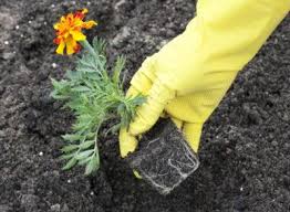 Ini foto tentang mekar, rumput, tanaman. Jenis Dan Varietas Marigold Abadi Dan Tahunan Mendarat Dan Peduli Foto Tanaman Marigold Tahunan Atau Abadi