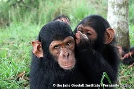Chimpanzee S Groom For Two Reasons To Clean Reinforce Strong Bonds Btw Friends Or Family Animals Baby Animals Cute Baby Animals