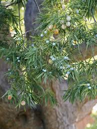 Image result for Afrocarpus falcatus