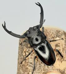 ディディ エール シカ クワガタ