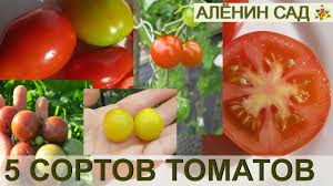 лучшие сорта томатов для теплиц из поликарбоната в беларуси Tomat Maryushka Opisanie I Harakteristika Sorta Urozhajnost S Foto