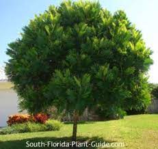 Japanese Fern Tree In A Front Yard Shade Trees Japanese Fern Small Shade Trees