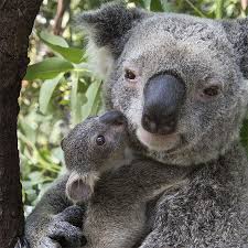 25 Incredibly Touching Wildlife Photos Of Animal Moms And Their Babies Cute Animals Baby Animals Cute Baby Animals