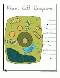A membrane bound organelle that is like the trash and recycling center of a cell. Free Plant Cell Diagram Cell Diagram Science Cells Plant Cell Diagram
