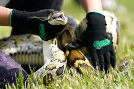 Here's why snake hunters from across the country are fanning out in south  Florida this week : NPR