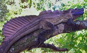 Males have a larger crest on their back than the females. The Philippine Sailfin Dragon Hydrosaurus Pustulatus The Ultra Rare Dragon Lizard Sometimes Come In Magenta Or Indigo Color Rare Animals Cute Reptiles Lizard