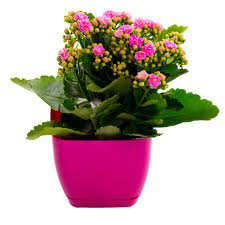 Pin On Gardening