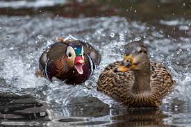 In october 2018 a rare mandarin duck was spotted in central park. The Hot Duck That Won T Go Away The New York Times