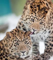 Amur Leopard Cubs Critically Endangered Species Endangered Animals Rare Cats