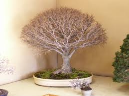 Select the appropriate size of broom according to your bonsai size and you can keep your bonsai beautifully at any time. Uniqueness In Brooms Bonsai Nut