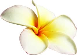 Pin On Flowers