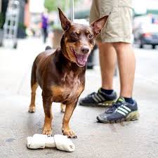 Black And Tan Corgi Mix 15 Adorable Doberman Mixes Black Brown And Awesome All Over Corgi Mix Doberman Mix Puppy Mix