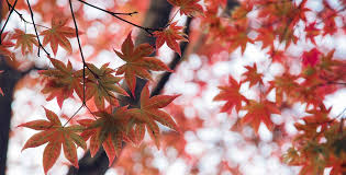 The northeastern united states (including as far 1 identifying sugar maple trees by their leaves. Maple Symbolism Information And Planting Instructions