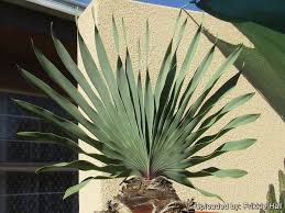 Image result for Boophone