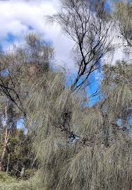 Image result for Casuarina verticillata