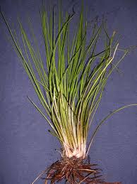 Image result for Isoetaceae