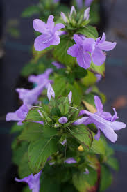 Image result for Barleria