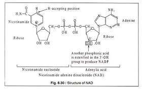 Maybe you would like to learn more about one of these? Structure And Function Of Various Coenzymes With Diagram