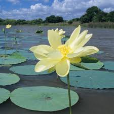 Image result for Lotus