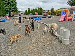 You can add training, or all day. This Is The Best Doggie Daycare Anywhere Dog Daycare Cat Playground Outdoor Dog Boarding Near Me