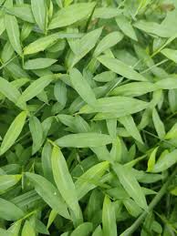 Image result for Microstegium